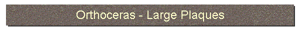 Orthoceras - Large Plaques